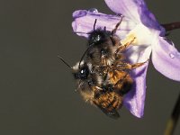 Osmia rufa, Red Mason Bee