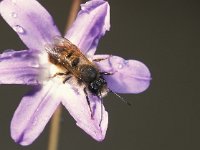 Osmia rufa 10, Rosse metselbij, male, Saxifraga-Frits Bink