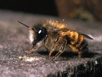 Osmia rufa 12, Rosse metselbij, male, Saxifraga-Pieter van Breugel