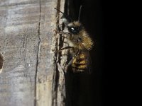 Osmia rufa 18, Rosse metselbij, male, Saxifraga-Pieter van Breugel