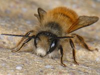 Osmia rufa #11750 : Osmia rufa, Red Mason Bee, Rosse metselbij