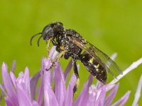 Oxybelus bipunctatus 1, Saxifraga-Ab H Baas