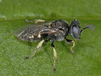 Oxybelus bipunctatus #13151 : Oxybelus bipunctatus, Gladde Spieswesp