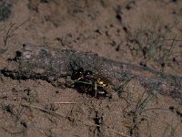 Philanthus triangulum 1, Bijenwolf, Saxifraga-Frits Bink