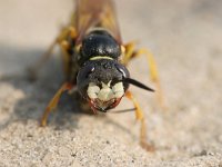 Philanthus triangulum 10, Bijenwolf, Saxifraga-Luc Hoogenstein