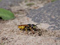 Philanthus triangulum 14, Bijenwolf, Saxifraga-Mark Zekhuis