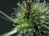 Philanthus triangulum 15, Bijenwolf, male, Saxifraga-Frits Bink