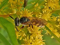 Philanthus triangulum 17, Bijenwolf, Saxifraga-Ab H Baas