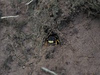 Philanthus triangulum 2, Bijenwolf, female, Saxifraga-Frits Bink