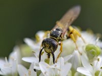 Philanthus triangulum 21, Bijenwolf, Saxifraga-Tom Heijnen