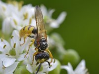 Philanthus triangulum 22, Bijenwolf, Saxifraga-Tom Heijnen