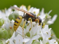 Philanthus triangulum 23, Bijenwolf, Saxifraga-Tom Heijnen