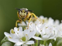 Philanthus triangulum 24, Bijenwolf, Saxifraga-Tom Heijnen