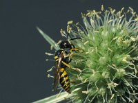 Philanthus triangulum 3, Bijenwolf, male, Saxifraga-Frits Bink