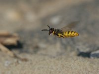 Philanthus triangulum 8, Bijenwolf, Saxifraga-Luc Hoogenstein