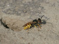 Philanthus triangulum 9, Bijenwolf, Saxifraga-Luc Hoogenstein