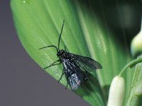 Phymatocera aterrima, Solomon's-seal Sawfly