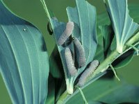 Phymatocera aterrima 2, Salomonszegelbladwesp, Saxifraga-Frits Bink