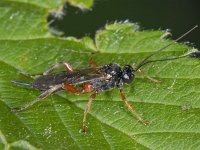 Pimpla #07268 : Pimpla