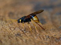 Reuzenhoutwesp  Reuzenhoutwesp op stuk hout in Hasbruch Uhrwald : Urocerus gigas