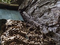 Vespa crabro 12, Hoornaar, Saxifraga-Roel Meijer  Ruined nest of European hornet (vespa crabro) in nestbox : hornet, insect, natural, nature, nest, nest chambers, nestbox, ruin, ruined, Vespa, Vespa crabro