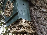 Vespa crabro 13, Hoornaar, Saxifraga-Roel Meijer  Ruined nest of European hornet (vespa crabro) in nestbox : hornet, insect, natural, nature, nest, nest chambers, nestbox, ruin, ruined, Vespa, Vespa crabro