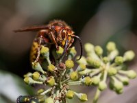 Vespa crabro 14, Hoornaar, Saxifraga-Mark Zekhuis