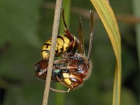 Vespa crabro #02515 : Vespa crabro, Hornet, Hoornaar