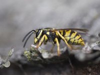 Vespa crabro 5, Hoornaar, Saxifraga-Mark Zekhuis