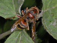 Vespa crabro #02504 : Vespa crabro, Hornet, Hoornaar