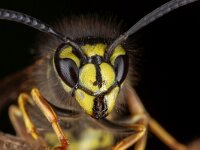 Vespula vulgaris 14, Gewone wesp, Saxifraga-Luc Hoogenstein
