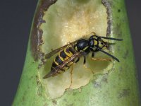 Vespula vulgaris 1, Gewone wesp, Saxifraga-Frits Bink