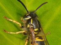 Vespula vulgaris 12, Gewone wesp, Saxifraga-Ab H Baas