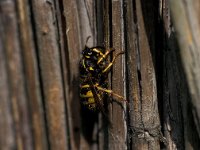 Vespula vulgaris 3, Gewone wesp, Saxifraga-Frits Bink