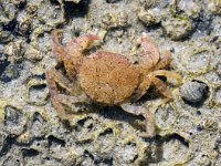 Hemigrapsus takanoi 2, Penseelkrab, juvenile, Saxifraga-Foto Fitis-Sytske Dijksen