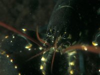Homarus gammarus, Common Lobster