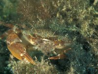 Liocarcinus holsatus, Flying Crab