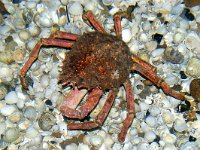 Lithodes maja, Norway King Crab
