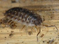 Oniscus asellus #11699 : Oniscus asellus, Armadillo bug, Kelderpissebed