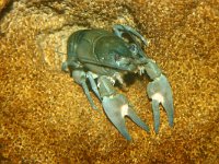 Pacifastacus leniusculus, Signal crayfish