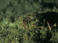 Pilumnus hirtellus, Hairy Crab