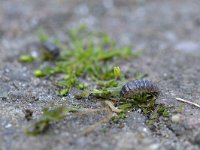 Armadillidium vulgare