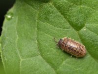 Armadillidium vulgare 4, Gewone oprolpissebed, Saxifraga-Tom Heijnen