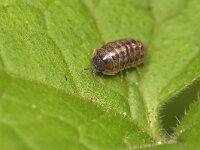 Armadillidium vulgare 5, Gewone oprolpissebed, Saxifraga-Tom Heijnen