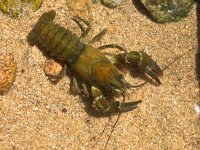 Astacus astacus, Broad-fingered Crayfish
