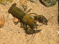 European broad-fingered Crayfish  European Noble Crayfish (Astacus astacus) in its Natural Habitat : Astacus, Astacus astacus, Edible, animal, antenna, aquarium, aquatic, bottom, broad fingered crayfish, broad-fingered, claw, closeup, cover, crab, crawfish, crayfish, crustacea, crustacean, ecology, environment, europe, european, eye, fauna, fish, food, france, french, fresh, freshwater, habitat, invertebrate, lake, live, lobster, macro, marine, muddy, natural, nature, noble crayfish, one, pond, prawn, raw, river, summer, water, wild, wildlife