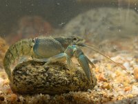 European broad-fingered Crayfisch  European Noble Crayfisch (Astacus astacus) in its Natural Habitat : Astacus, Astacus astacus, Edible, animal, antenna, aquarium, aquatic, bottom, broad fingered crayfish, broad-fingered, claw, closeup, cover, crab, crawfish, crayfish, crustacea, crustacean, ecology, environment, europe, european, eye, fauna, fish, food, france, french, fresh, freshwater, habitat, invertebrate, lake, live, lobster, macro, marine, muddy, natural, nature, noble crayfish, one, pond, prawn, raw, river, summer, water, wild, wildlife