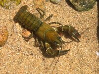 European broad-fingered Crayfish  European Noble Crayfish (Astacus astacus) in its Natural Habitat : Astacus, Astacus astacus, Edible, animal, antenna, aquarium, aquatic, bottom, broad fingered crayfish, broad-fingered, claw, closeup, cover, crab, crawfish, crayfish, crustacea, crustacean, ecology, environment, europe, european, eye, fauna, fish, food, france, french, fresh, freshwater, habitat, invertebrate, lake, live, lobster, macro, marine, muddy, natural, nature, noble crayfish, one, pond, prawn, raw, river, summer, water, wild, wildlife