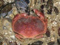 Cancer pagurus 12, Noordzeekrab, Saxifraga-Foto Fitis-Sytske Dijksen