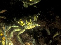 Carcinus maenas, Common Shore Crab